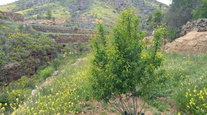 Santa Creu de Tenerife - Vilaflor - 23158m2