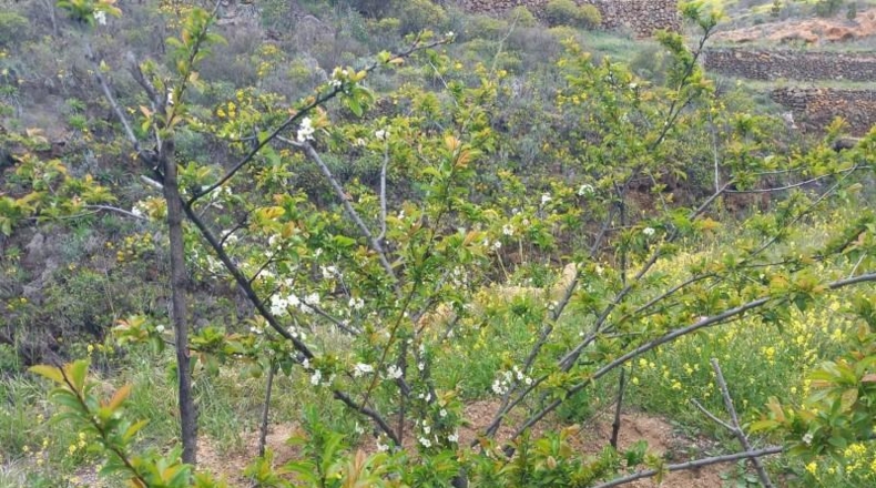 Santa Creu de Tenerife - Vilaflor - 23158m2