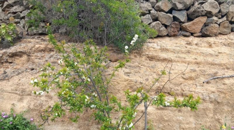 Santa Creu de Tenerife - Vilaflor - 23158m2
