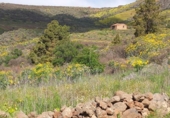 Casa de camp amb terreny en venda a la España, Vilaflor, ref.: TR407165 foto