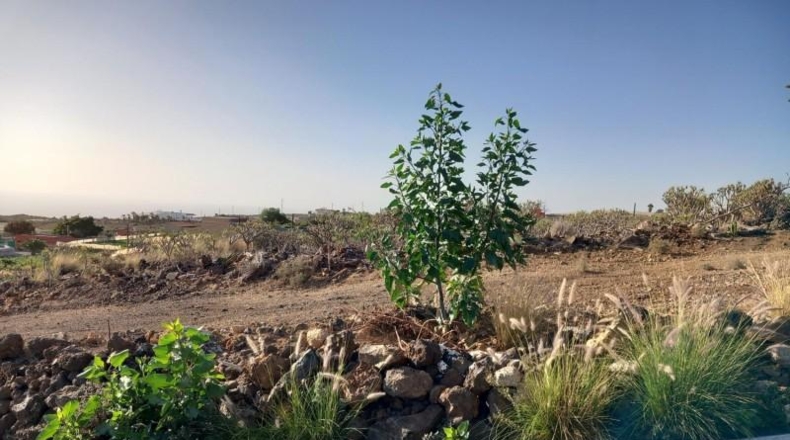 Santa Creu de Tenerife - Granadilla de Abona - 1880m2