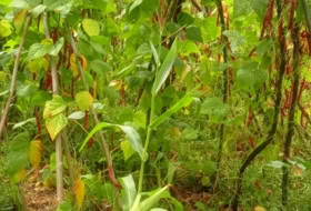 Foto 8