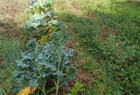 Foto 11