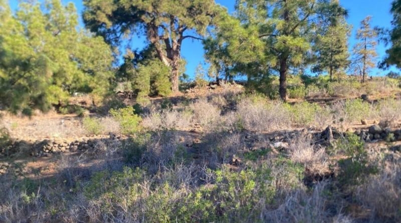 Santa Creu de Tenerife - Granadilla de Abona - 2930m2