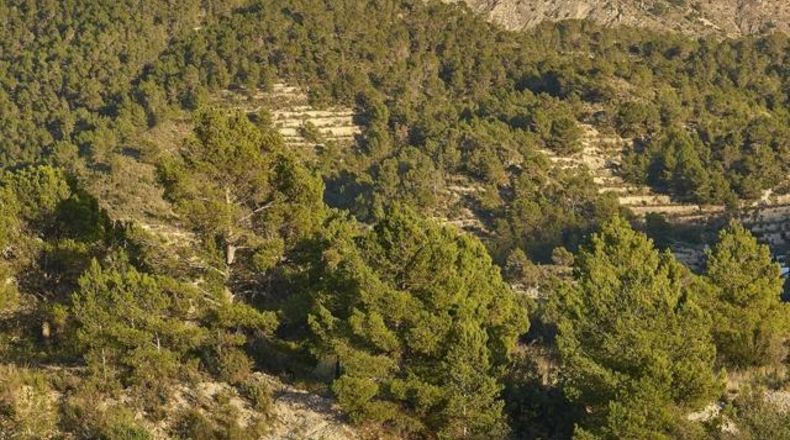 Alicante - Sella - 15500m2
