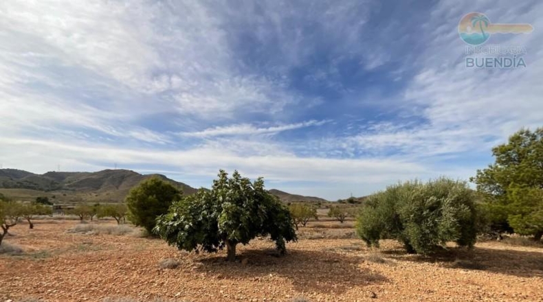 Murcia - Fuente Álamo de Murcia - 8909m2