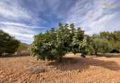 Casa de camp amb terreny en venda a la España, Fuente Álamo, ref.: TR341647 foto