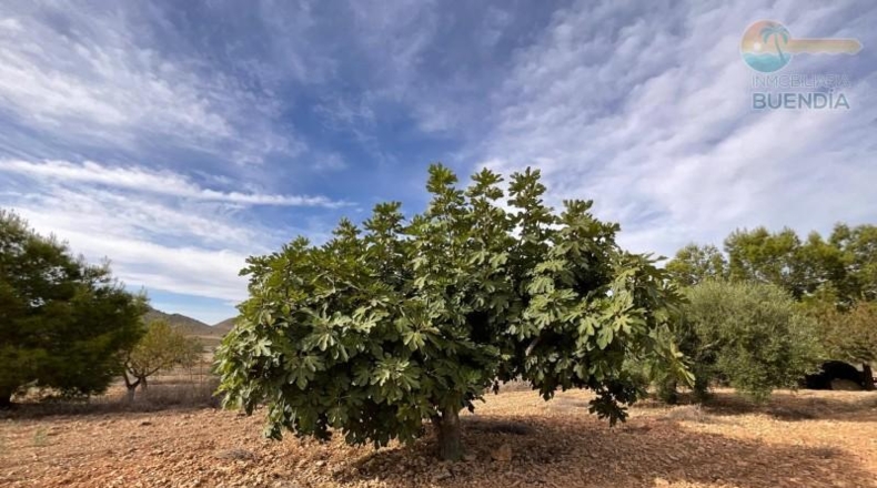 Murcia - Fuente Álamo de Murcia - 8909m2