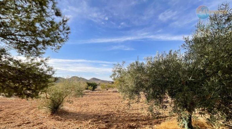 Murcia - Fuente Álamo de Murcia - 8909m2