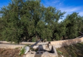 Non-developable land for sale on España, Talará, ref: TR407485 photo