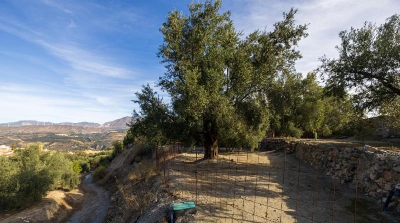 Granada - Talará - 15000m2