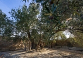 Non-developable land for sale on España, Talará, ref: TR407485 photo