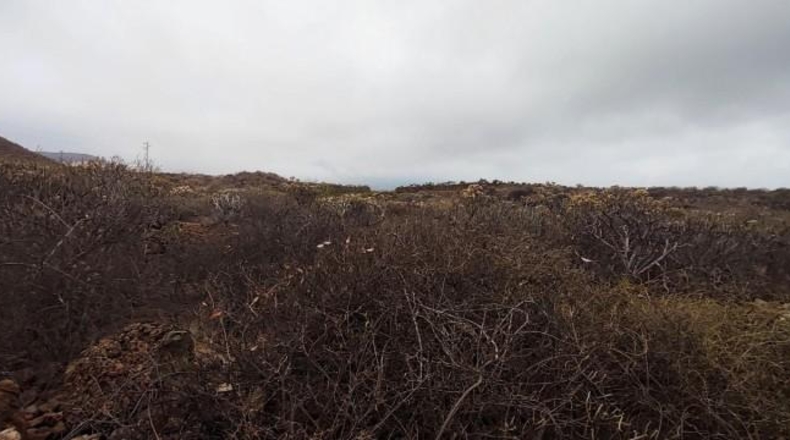 Santa Creu de Tenerife - Granadilla de Abona - 17600m2
