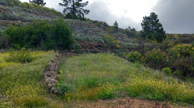 Santa Creu de Tenerife - Vilaflor - 34471m2