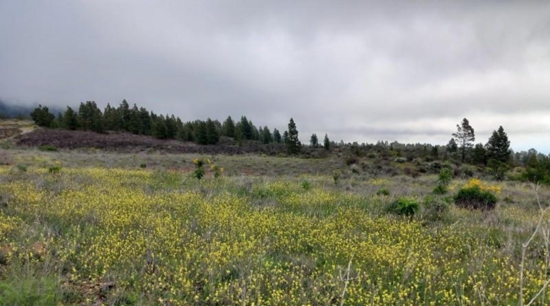 Santa Creu de Tenerife - Vilaflor - 34471m2