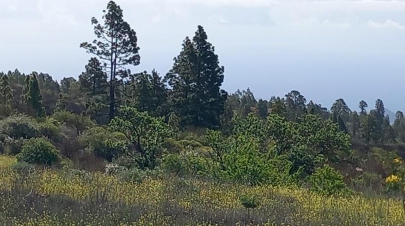 Santa Creu de Tenerife - Vilaflor - 34471m2