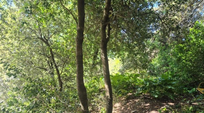 Barcelona - Sant Cugat del Vallès - 378m2