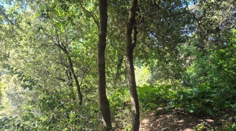 Barcelona - Sant Cugat del Vallès - 378m2