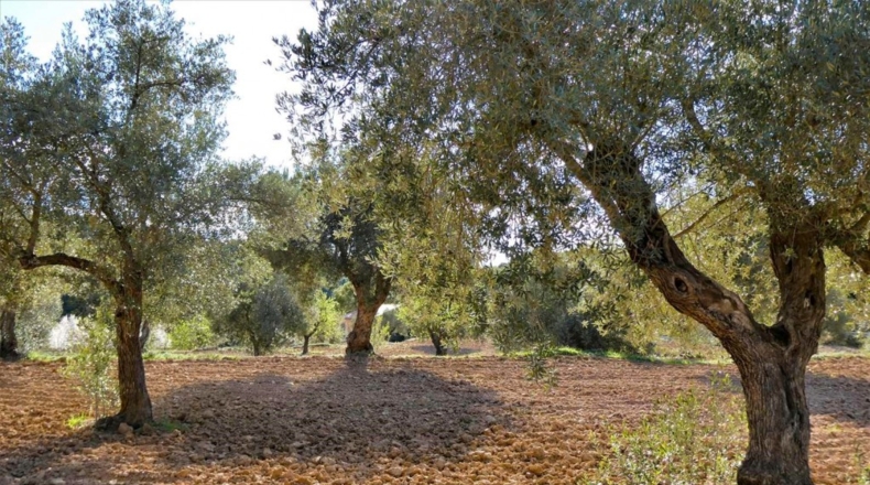 Tarragona - Batea - 42000m2