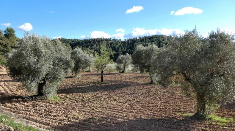 Tarragona - Batea - 42000m2