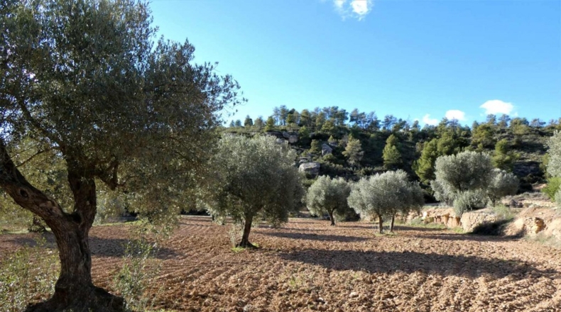 Tarragona - Batea - 42000m2