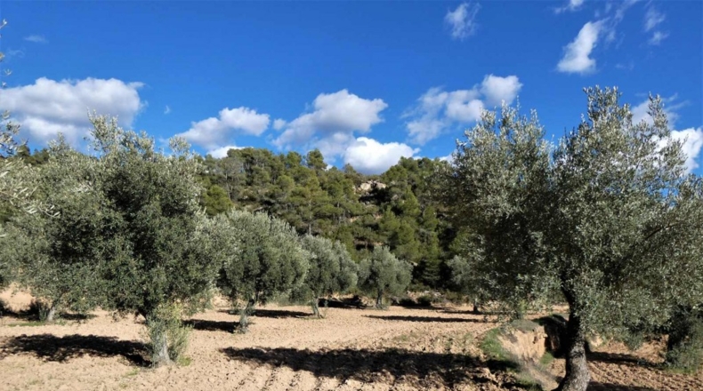 Tarragona - Batea - 42000m2