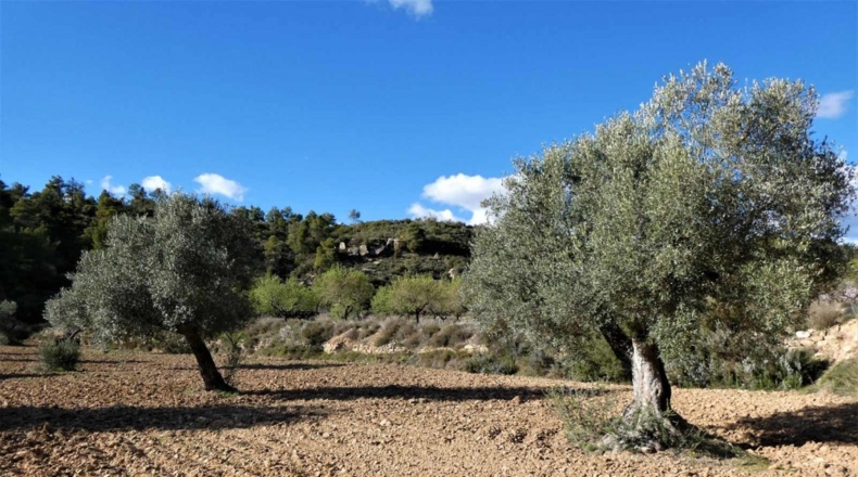 Tarragona - Batea - 42000m2