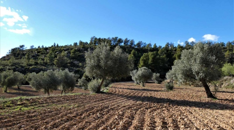 Tarragona - Batea - 42000m2