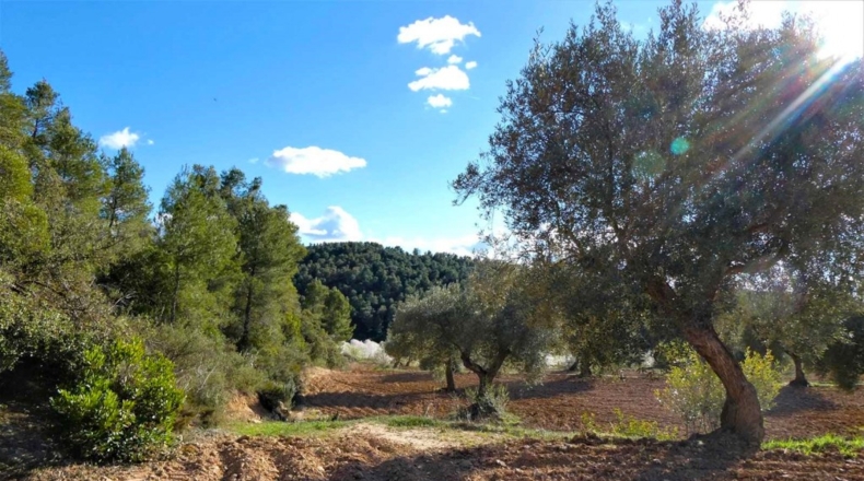 Tarragona - Batea - 42000m2