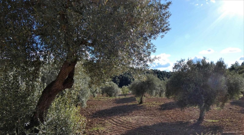 Tarragona - Batea - 42000m2