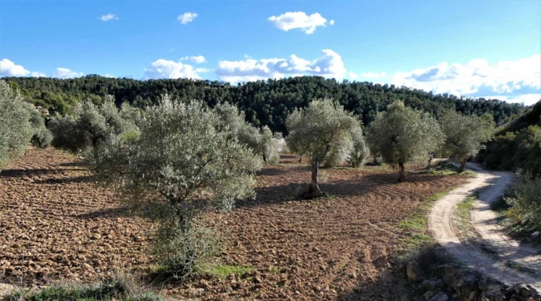 Tarragona - Batea - 42000m2