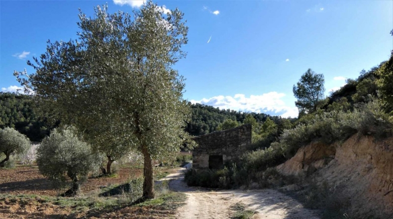 Tarragona - Batea - 42000m2