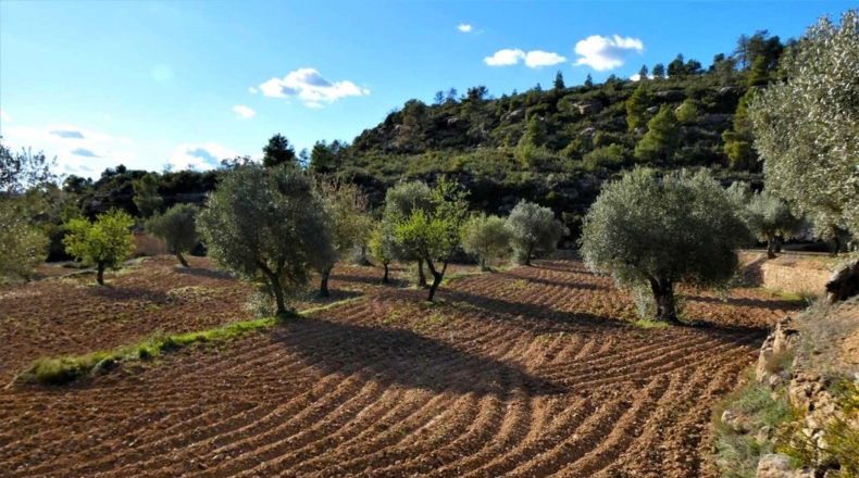 Tarragona - Batea - 42000m2