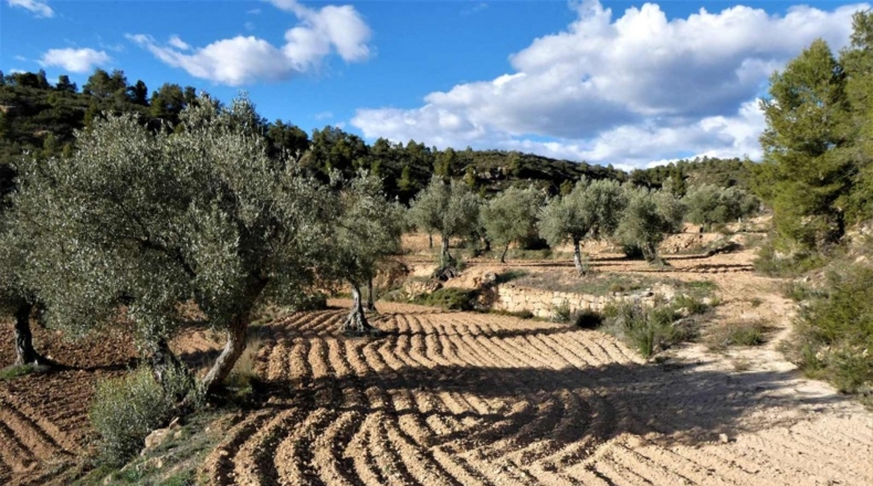 Tarragona - Batea - 42000m2