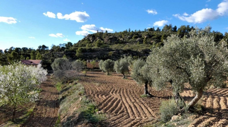 Tarragona - Batea - 42000m2