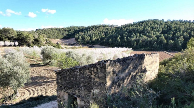 Tarragona - Batea - 42000m2
