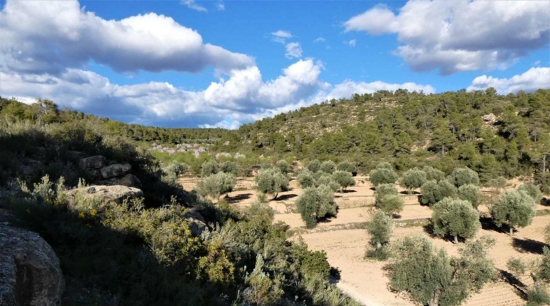 Tarragona - Batea - 42000m2