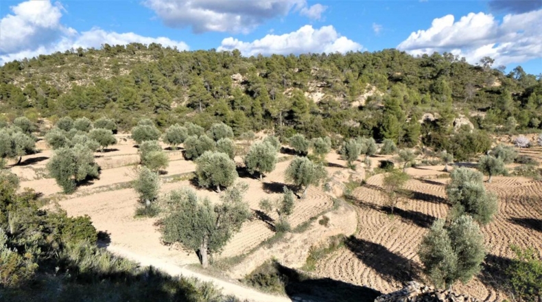 Tarragona - Batea - 42000m2