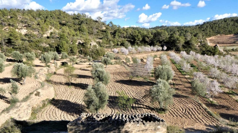 Tarragona - Batea - 42000m2