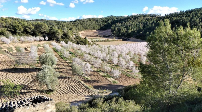 Tarragona - Batea - 42000m2
