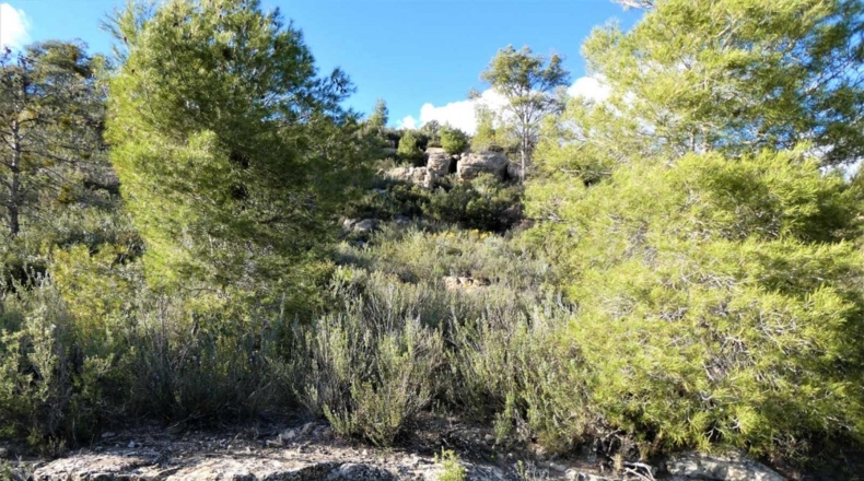 Tarragona - Batea - 42000m2