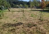 Land suitable for development for sale on Santián, Maside, ref: TR407749 photo