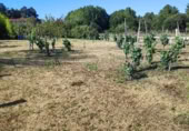 Land suitable for development for sale on Santián, Maside, ref: TR407749 photo