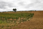 Terreno no urbanizable en venta en la Polígono 1 Parcela 196 CARRASQUERAS. SANTA CLARA DE AVEDILLO [ZAMORA], Santa Clara de Avedillo, ref: TR407750 foto