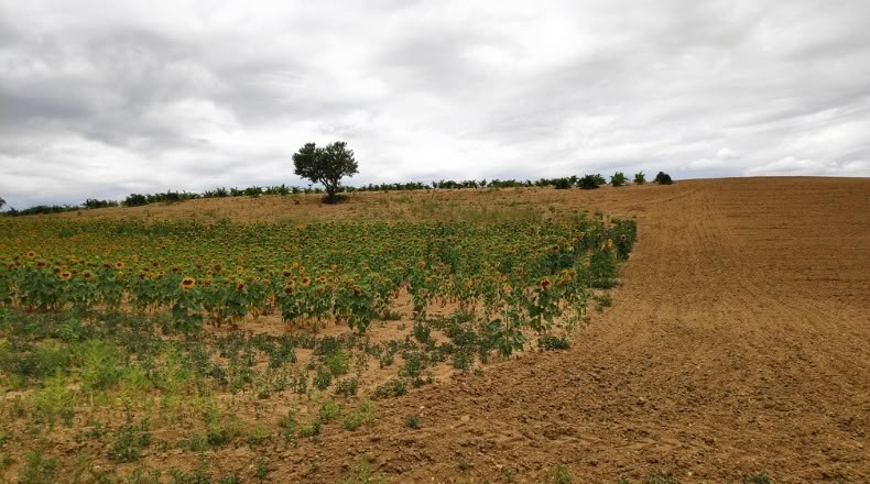Zamora - Santa Clara de Avedillo - 26020m2