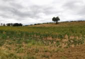 Terreno no urbanizable en venta en la Polígono 1 Parcela 196 CARRASQUERAS. SANTA CLARA DE AVEDILLO [ZAMORA], Santa Clara de Avedillo, ref: TR407750 foto