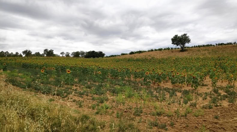 Zamora - Santa Clara de Avedillo - 26020m2