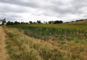Terreno no urbanizable en venta en la Polígono 1 Parcela 196 CARRASQUERAS. SANTA CLARA DE AVEDILLO [ZAMORA], Santa Clara de Avedillo, ref: TR407750 foto