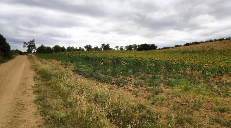 Zamora - Santa Clara de Avedillo - 26020m2