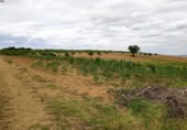 Terreno no urbanizable en venta en la Polígono 1 Parcela 196 CARRASQUERAS. SANTA CLARA DE AVEDILLO [ZAMORA], Santa Clara de Avedillo, ref: TR407750 foto